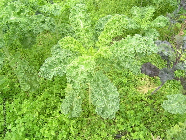 Obraz OLYMPUS DIGITAL CAMERA