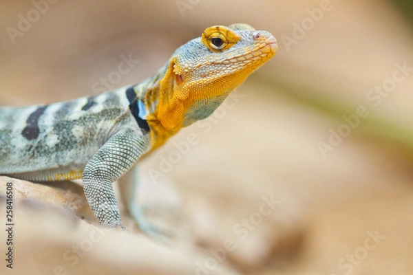 Obraz Blauer Felsenleguan (Petrosaurus thalassinus)