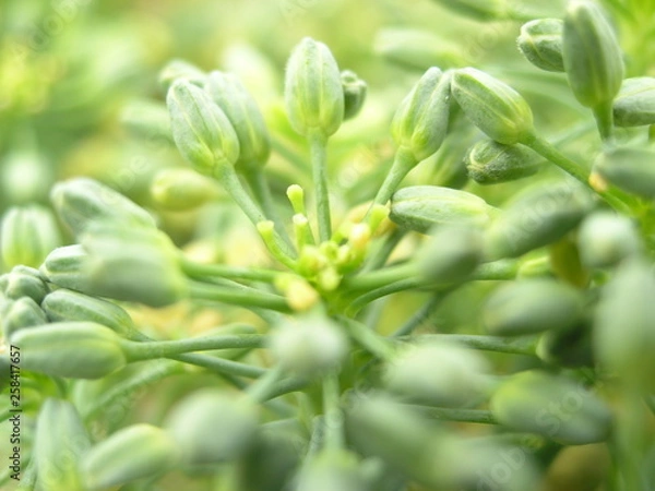 Obraz OLYMPUS DIGITAL CAMERA