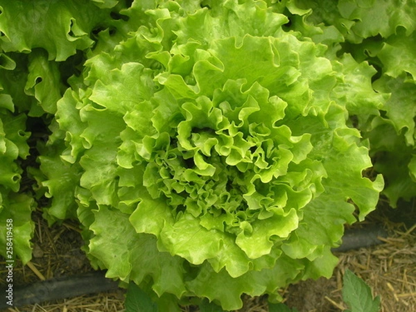 Obraz OLYMPUS DIGITAL CAMERA