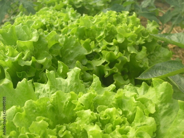 Obraz OLYMPUS DIGITAL CAMERA