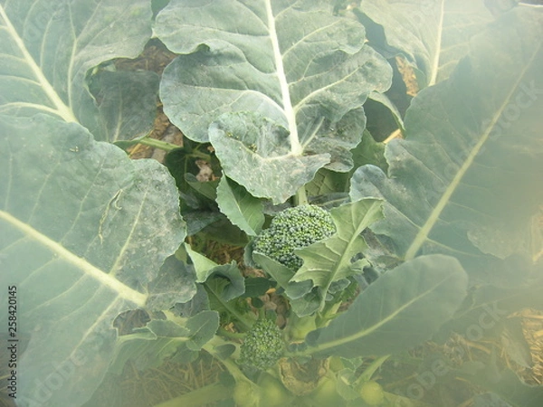 Obraz OLYMPUS DIGITAL CAMERA