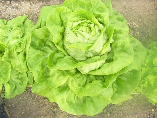 Obraz OLYMPUS DIGITAL CAMERA