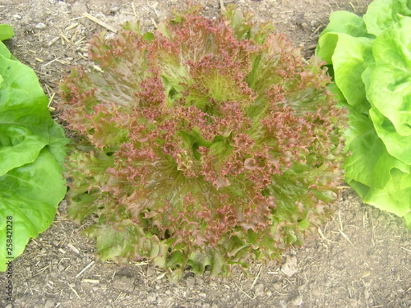 Obraz OLYMPUS DIGITAL CAMERA