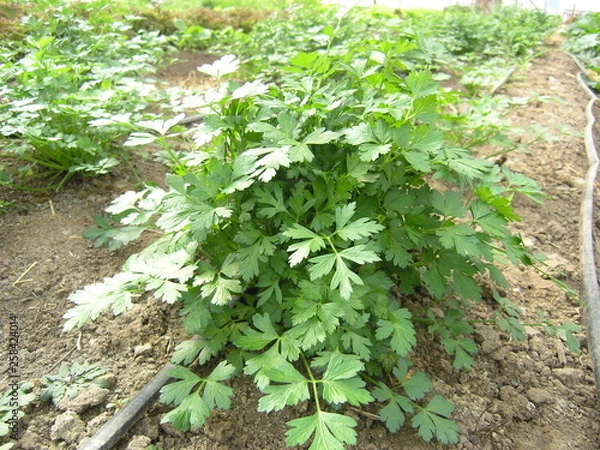 Obraz OLYMPUS DIGITAL CAMERA