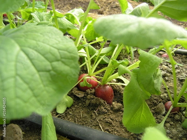 Obraz OLYMPUS DIGITAL CAMERA