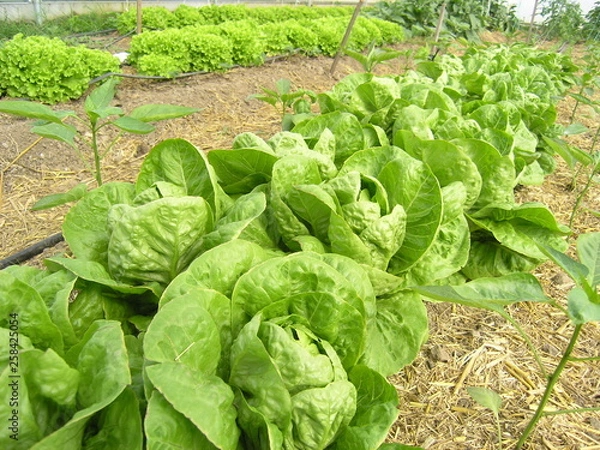 Obraz OLYMPUS DIGITAL CAMERA