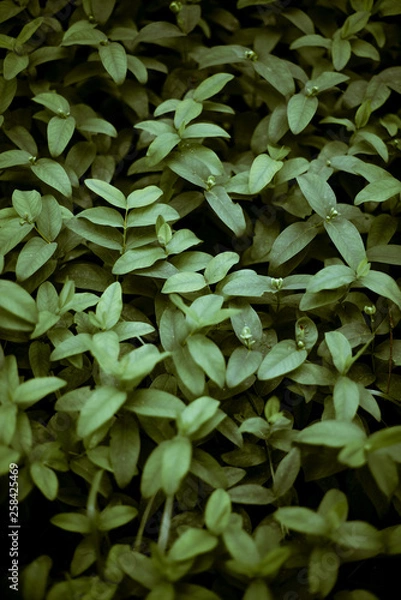 Obraz green leaf background