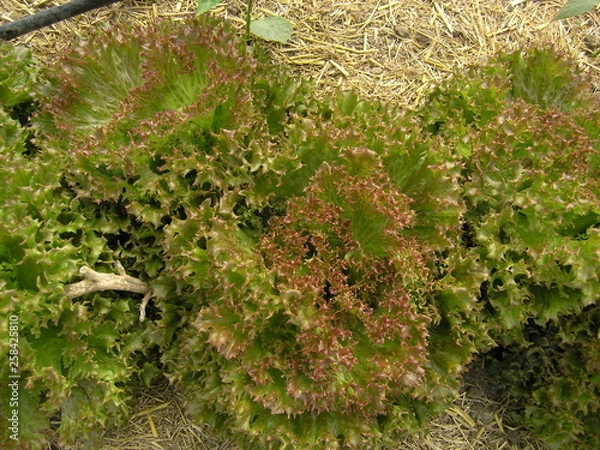 Obraz OLYMPUS DIGITAL CAMERA