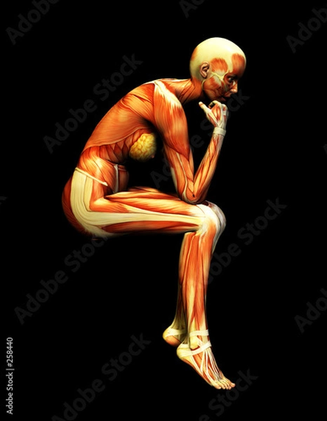 Fototapeta muscle 57