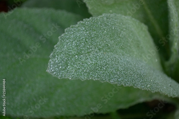 Obraz green leaf with water drops