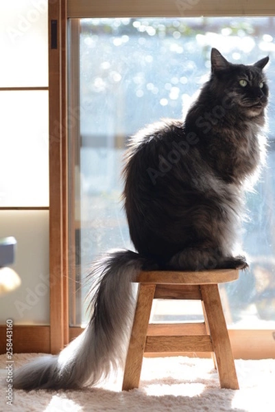 Obraz 黒メインクーン