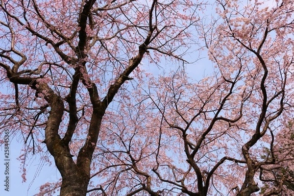 Obraz さくら　満開　茨城