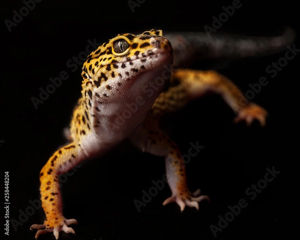 Obraz Lepoard Gecko