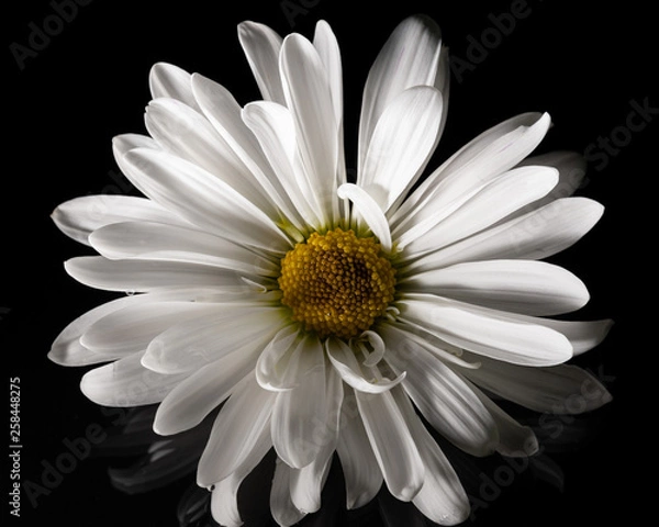 Obraz Macro White Daisy black background