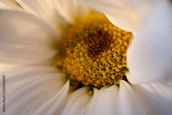 Obraz Macro White Daisy