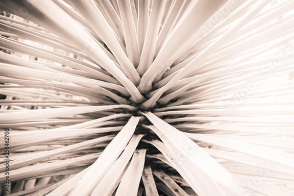 Fototapeta Plant leaves radiating from the center of the image in this black and white close up of a desert plant.