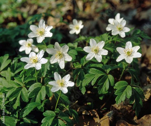 Fototapeta Buschwindrös_211146