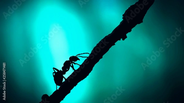Obraz Forest ant closeup. Silhouette Ant with sunlight close up.