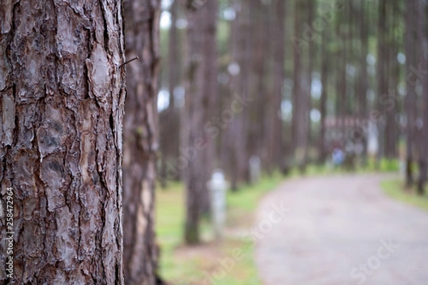 Fototapeta  Selective focus of pine tree in forest at the morning with sun rays pouring through illuminating tree branches.