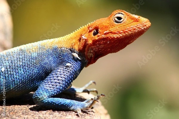 Obraz Vibrant lizard on a rock