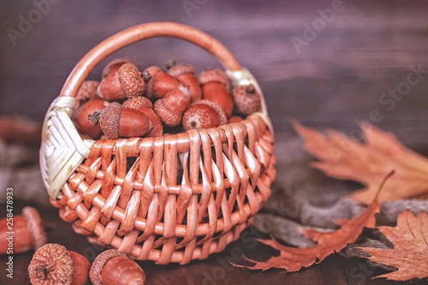 Fototapeta autumn background with acorns and oak leaves. acorns in a wicker basket close-up.