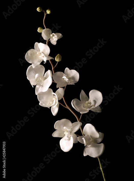 Obraz Biała orchidea na białym tle na czarnym tle