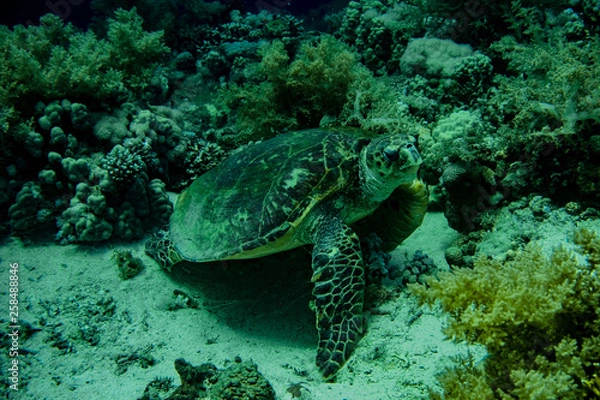 Fototapeta Grüne Meeresschildkröte