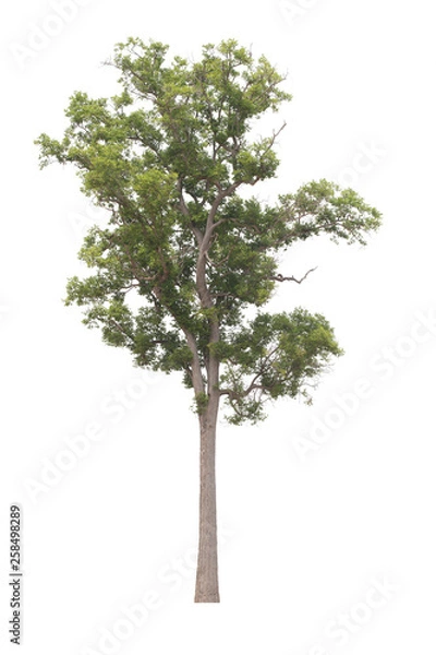 Fototapeta Tree isolated on white background.