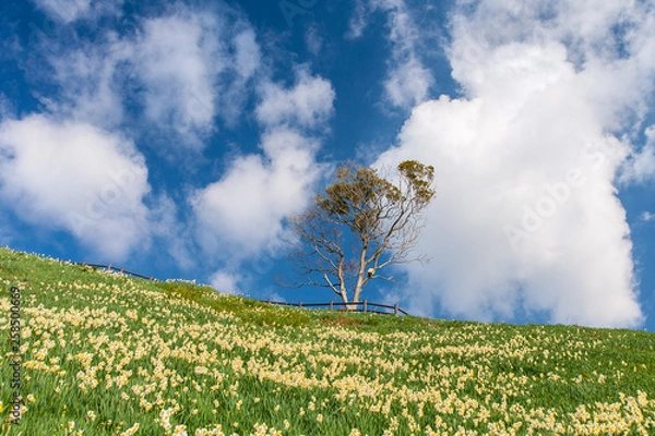 Fototapeta 美しい雲が牧歌的な水仙畑
