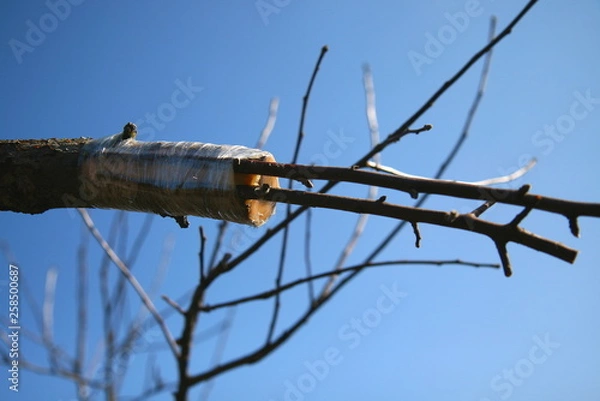 Obraz Grafting an apple on a thick branch.