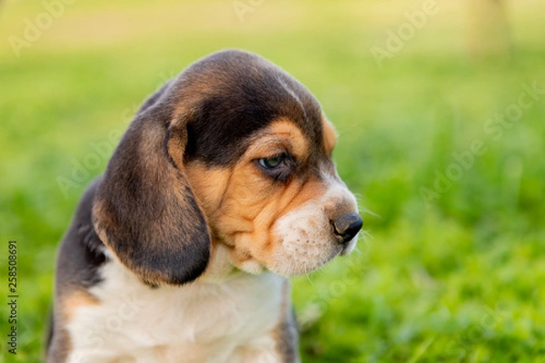 Fototapeta Beautiful beagle puppy on the green grass
