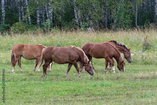 Obraz Grazing horses