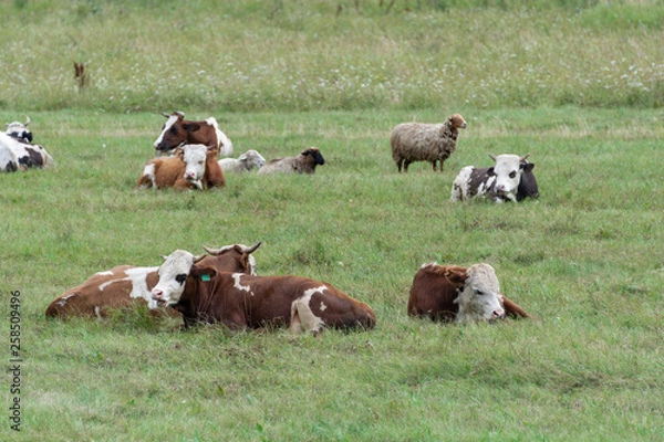Obraz Grazing cows and sheep
