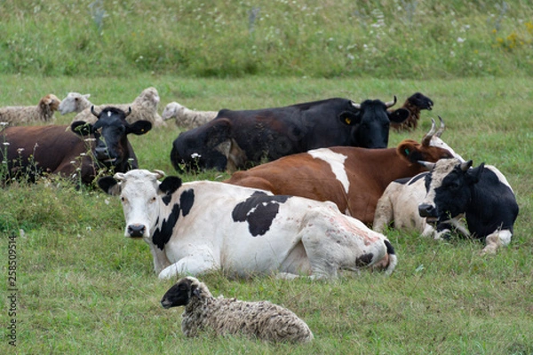 Obraz Grazing cows and sheep