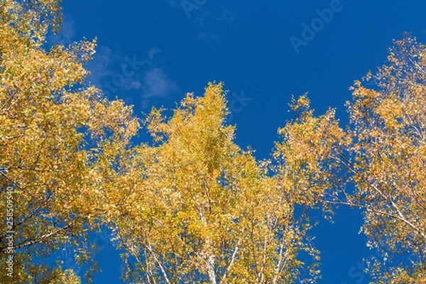 Obraz Autumn birch trees