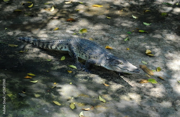 Obraz the alligator camouflage