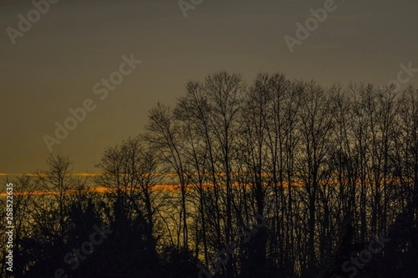 Fototapeta sunset trees