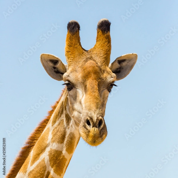 Fototapeta detailed front view portrait of giraffe head, blue sky
