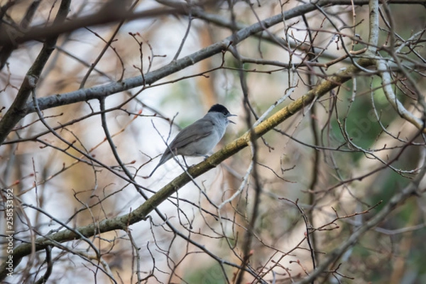 Fototapeta Eurasian Blackcap Perched on Branch in Springtime