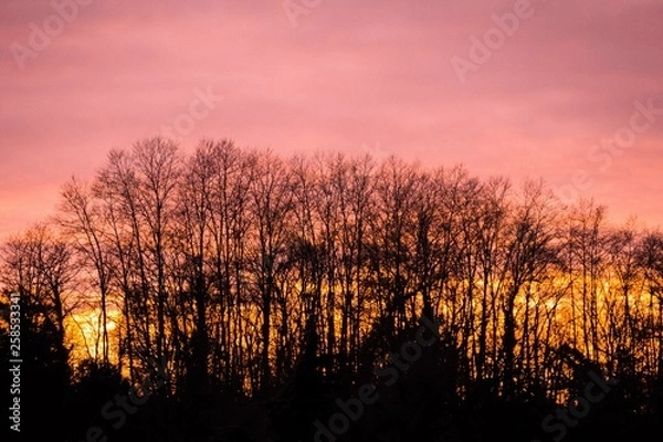 Fototapeta sunset trees