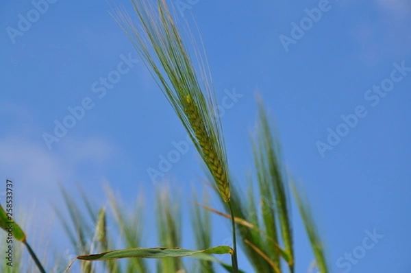 Fototapeta Wheat Gozo Malta