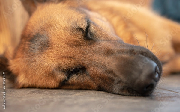 Fototapeta Close up of sleeping German shepherd 