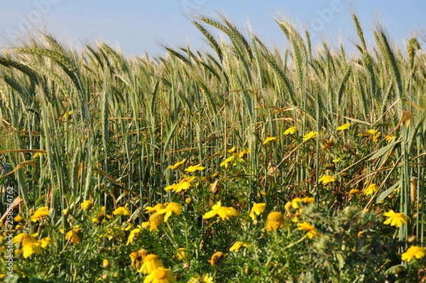 Fototapeta Spring wheat fields Gozo Malta