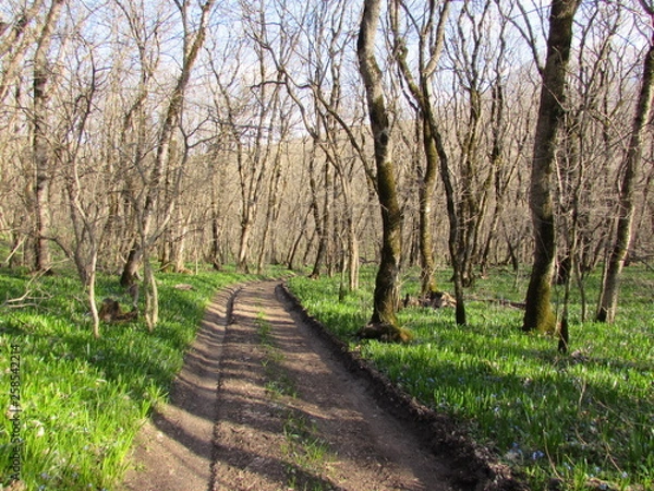 Obraz path in forest