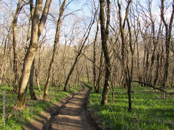 Obraz path in forest