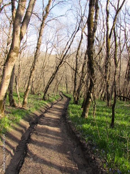 Obraz path in the forest