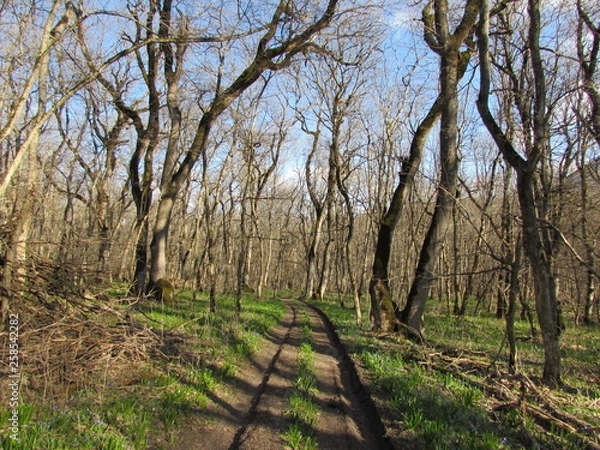 Obraz path in the forest