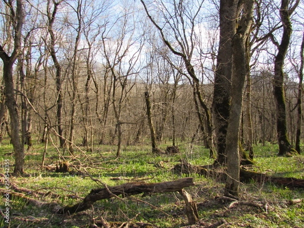 Obraz path in forest