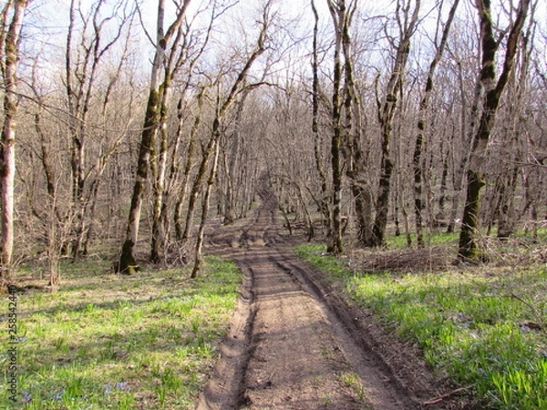 Obraz path in the forest